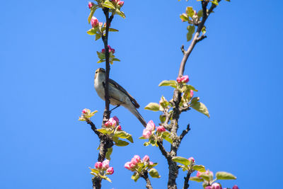 Low angle view of bird perching on plant against blue sky