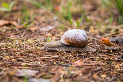 Beautiful burgundy snail on the forest floor. helix pomatia crawling on a spring ground.