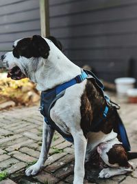 Close-up of dog looking away