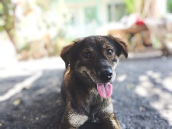 Portrait of dog sitting outdoors