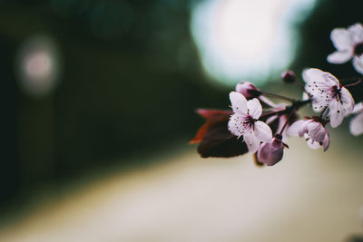 Close-up of pink cherry blossoms