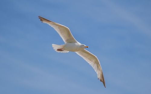 Low angle view of seagull flying