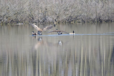 Birds flying over lake