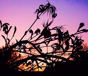 Low angle view of trees against sky at sunset