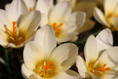 Close-up of white crocus flowers