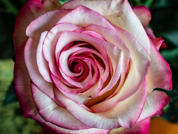 Close-up of pink rose