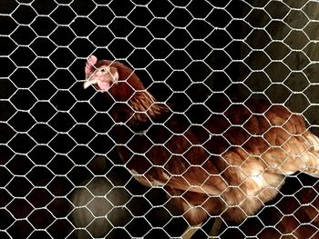 Close-up of a hen against the fence