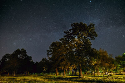 Trees on field against sky at night