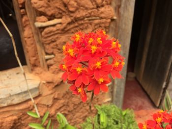 Close-up of flowers blooming outdoors