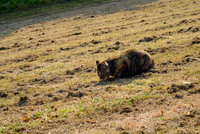 Dog relaxing on grassy field