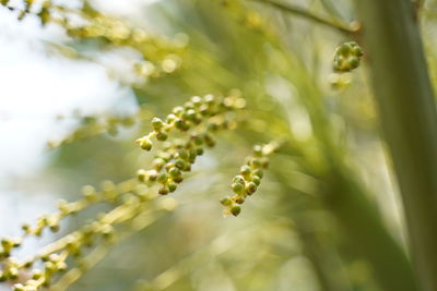 Close-up of flowering plant