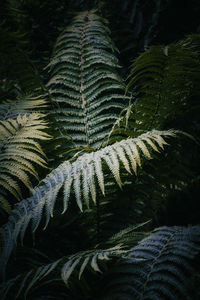 High angle view of fern leaves