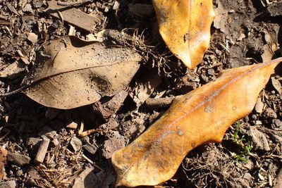 Close-up of autumn leaves