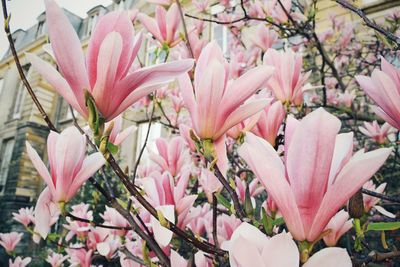 Close-up of pink magnolia flowers