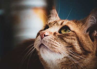Close-up of a cat looking up