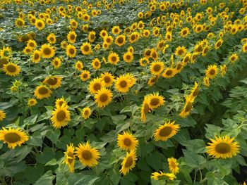 Close-up of sunflower field