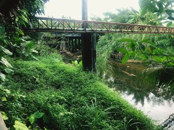 Bridge over river amidst trees against sky