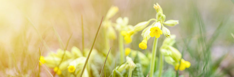 Close-up of fresh yellow flowers in field