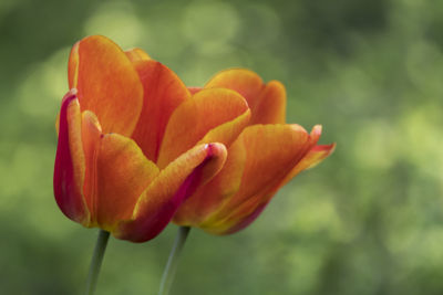 Close-up of orange flower