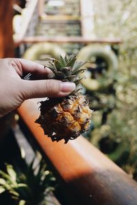 Close-up of hand holding plant