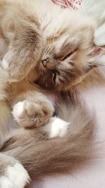 Close-up of cat sleeping