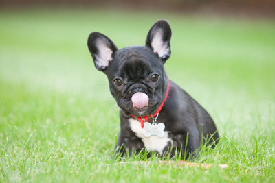 Portrait of a dog