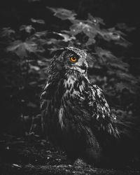 Close-up of owl perching on rock