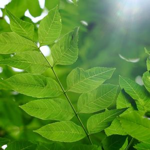 Close-up of green leaves