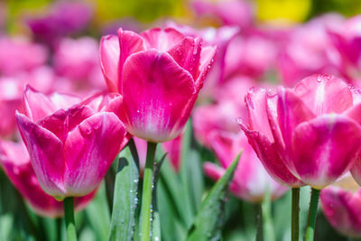 Close-up of pink flowering plant