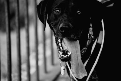 Close-up portrait of a dog