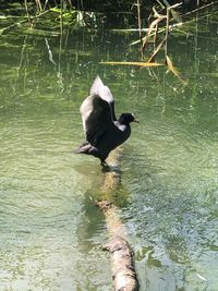 High angle view of duck swimming in lake