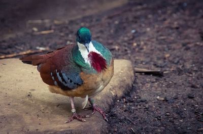 Bird by field at zoo