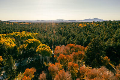 Autumn colored trees in arizona with mountains in background.