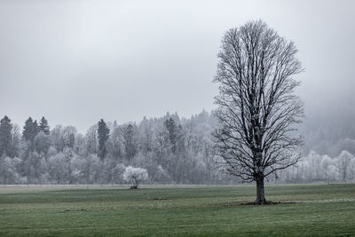 Bare trees on field against sky during foggy weather