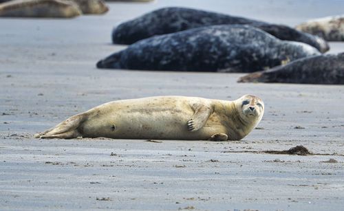 Lion relaxing on beach