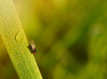 Close-up of insect on wet leaf