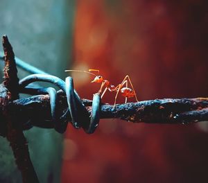 Close-up of barbed wire