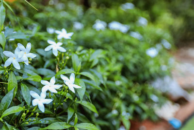 Close-up of white flowering plant