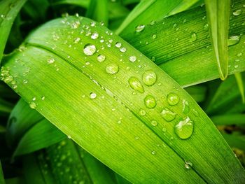 Close-up of raindrops on leaves