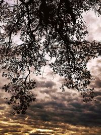 Low angle view of tree against sky