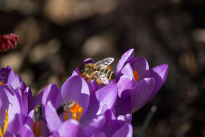 Close-up of bee pollinating on purple flower