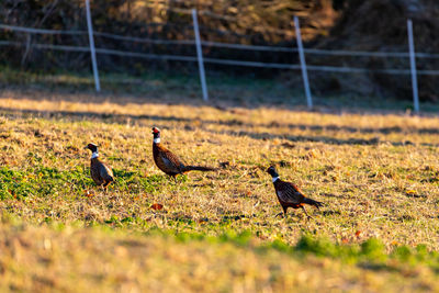 Ducks on a field