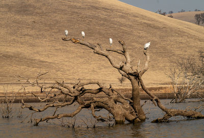 Snowy egrets perched on sunken tree on reservoir with water, sky and golden hill in background