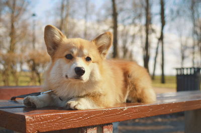 Welsh corgi pembroke 