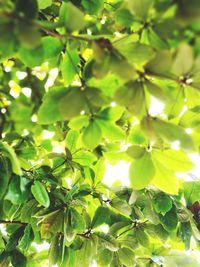 Low angle view of fruits on tree