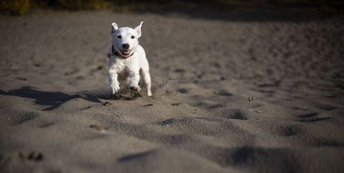 Portrait of dog on beach