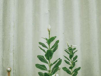 Close-up of plant against white wall