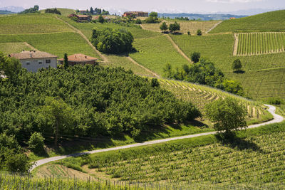 Scenic view of vineyard