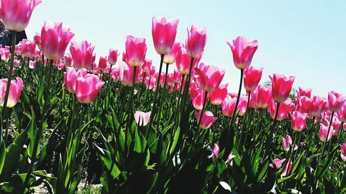 Close-up of pink flowers blooming in field