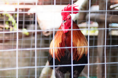 Close-up of rooster in cage